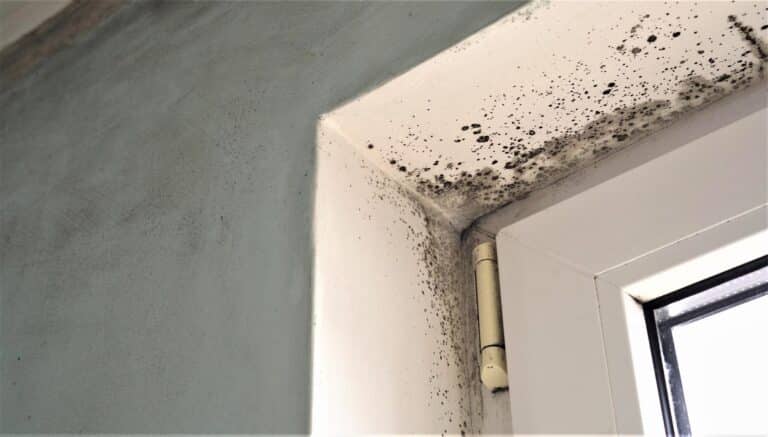 Corner of a window with damp and mould