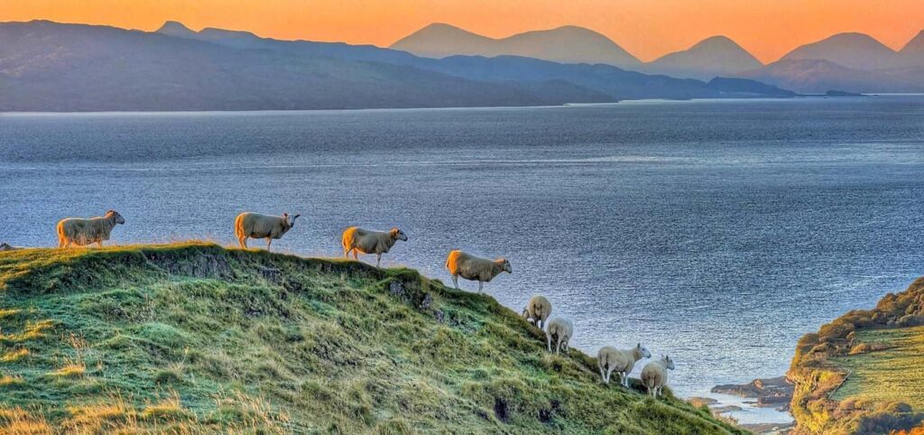 Sheep In The Hills